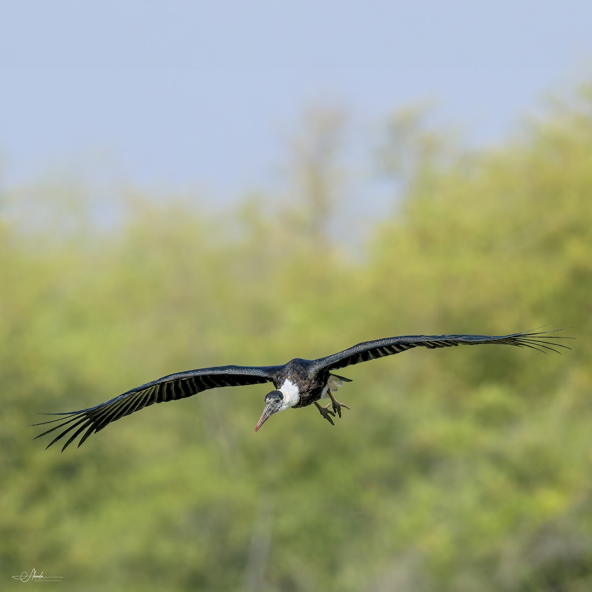 Asian Woolly-necked Stork - ML614434214