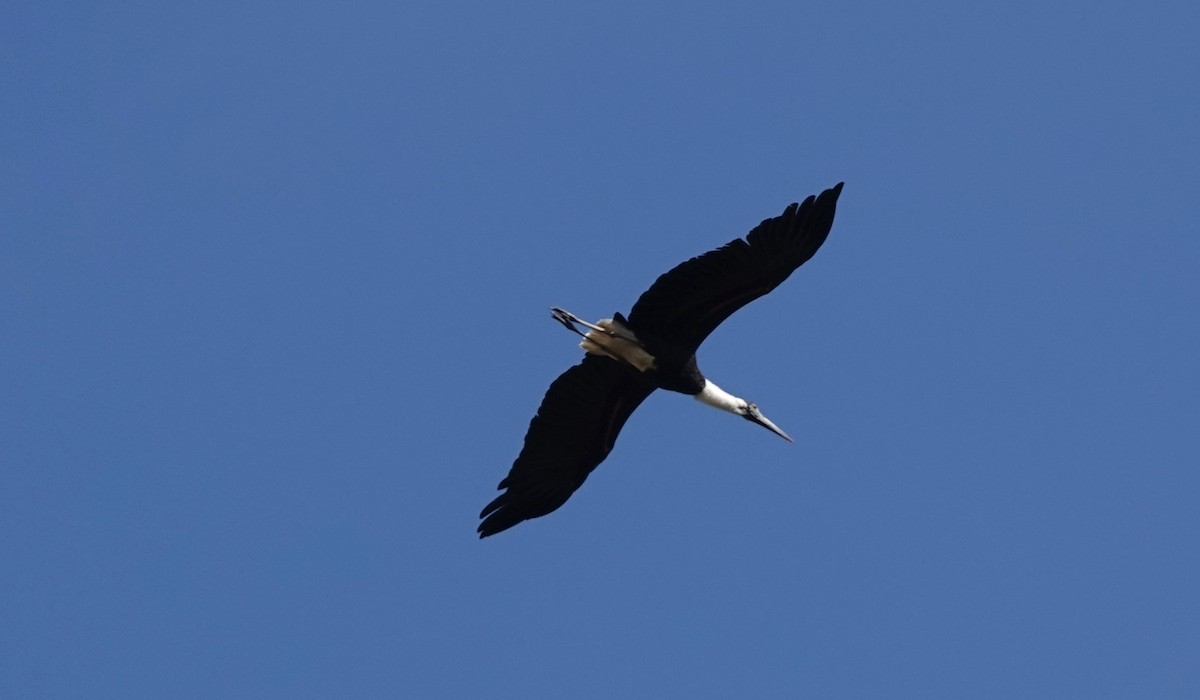 Asian Woolly-necked Stork - ML614434252