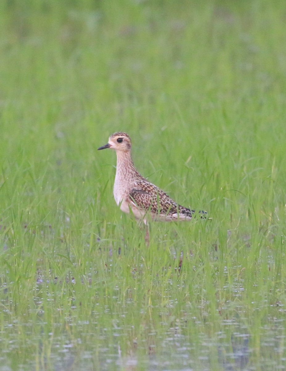 Pacific Golden-Plover - ML614434253