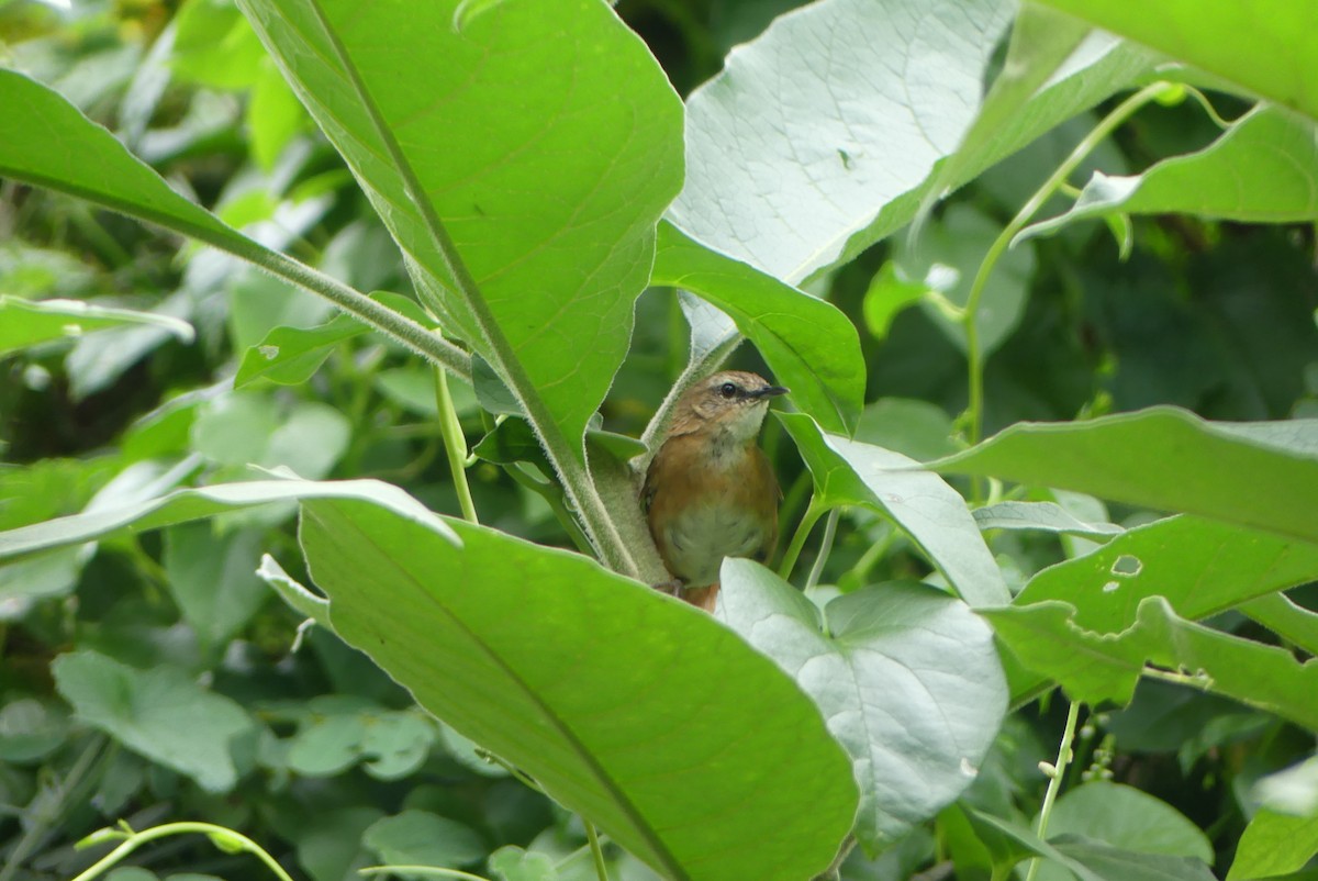 Cinnamon Bracken-Warbler - ML614434303