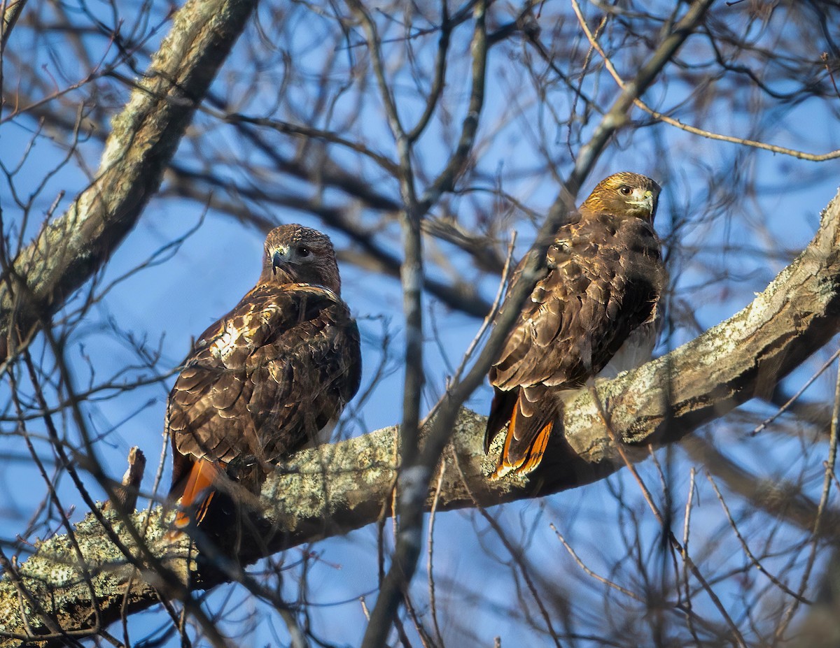 Red-tailed Hawk - ML614434307