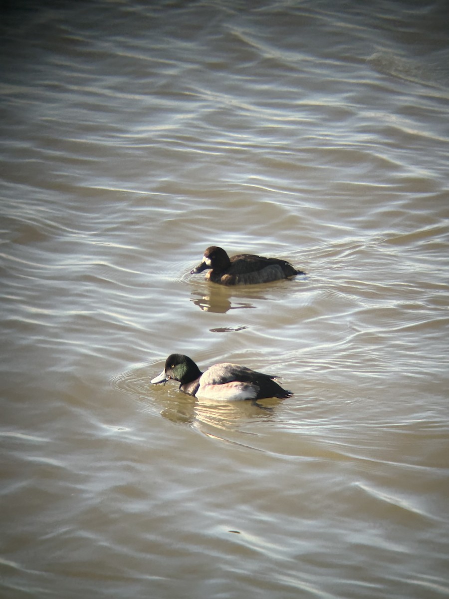 Greater Scaup - David Alvarez