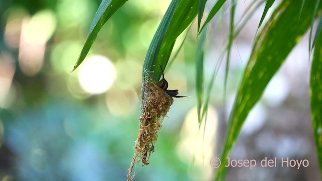 Stripe-throated Hermit - ML614434354