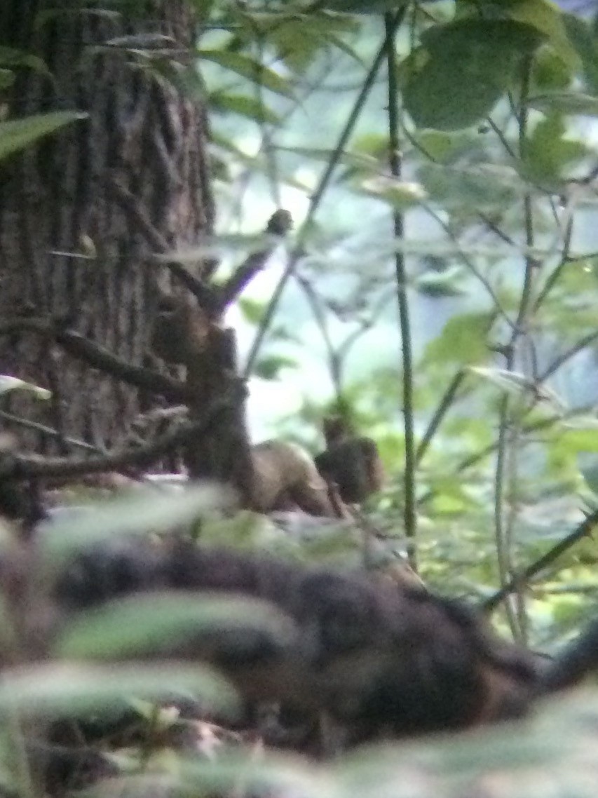 vintersmett - ML61443441