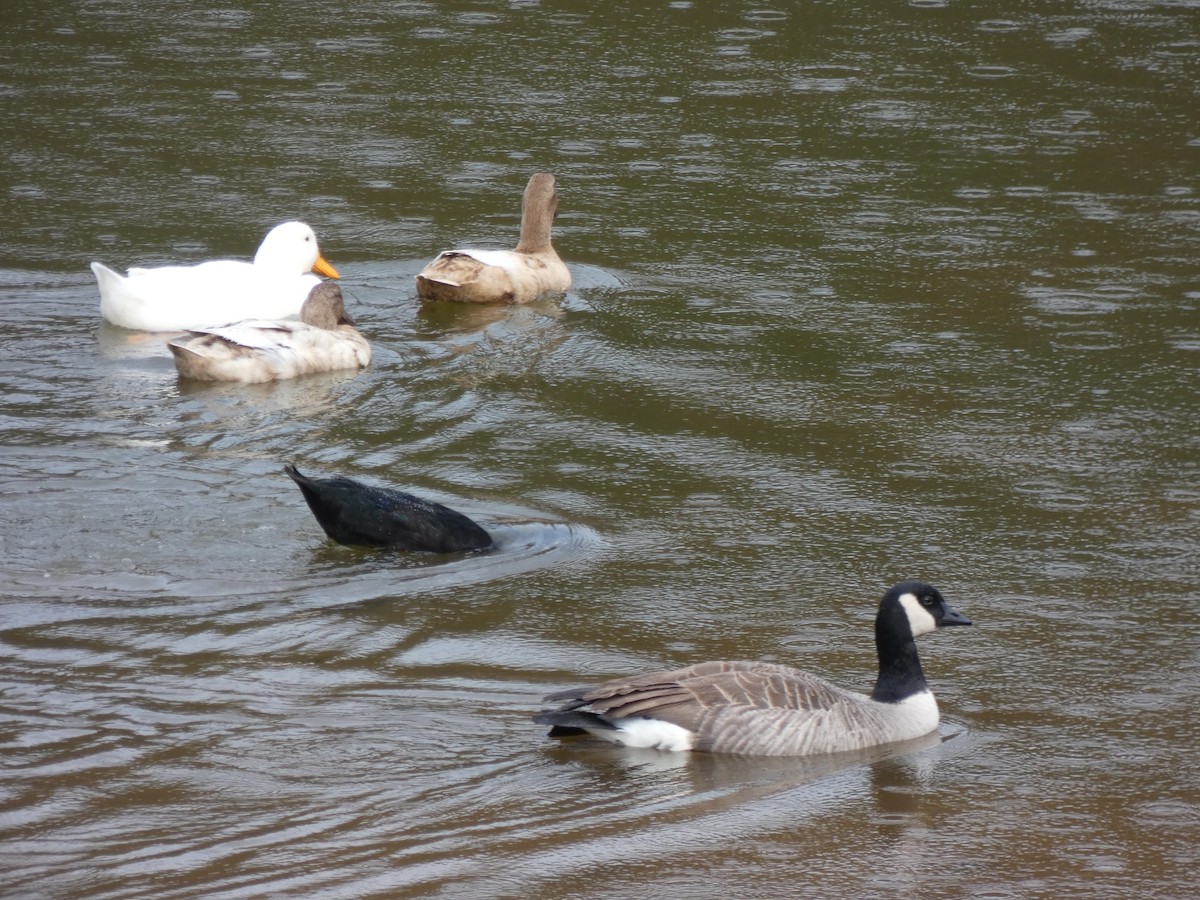 Cackling Goose - Tony-Cara Woods