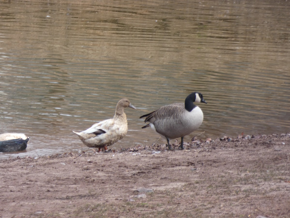 Cackling Goose - Tony-Cara Woods