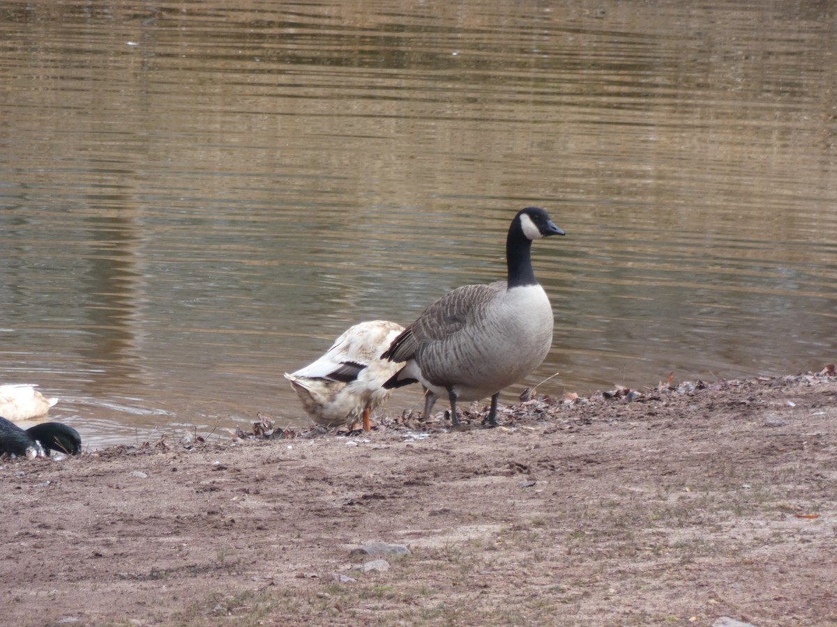 Cackling Goose - Tony-Cara Woods