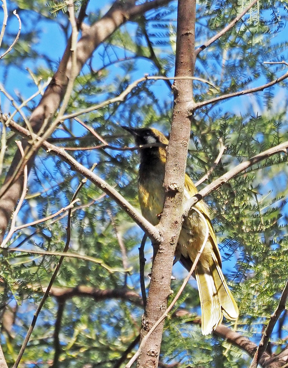 White-eared Honeyeater - ML614434501