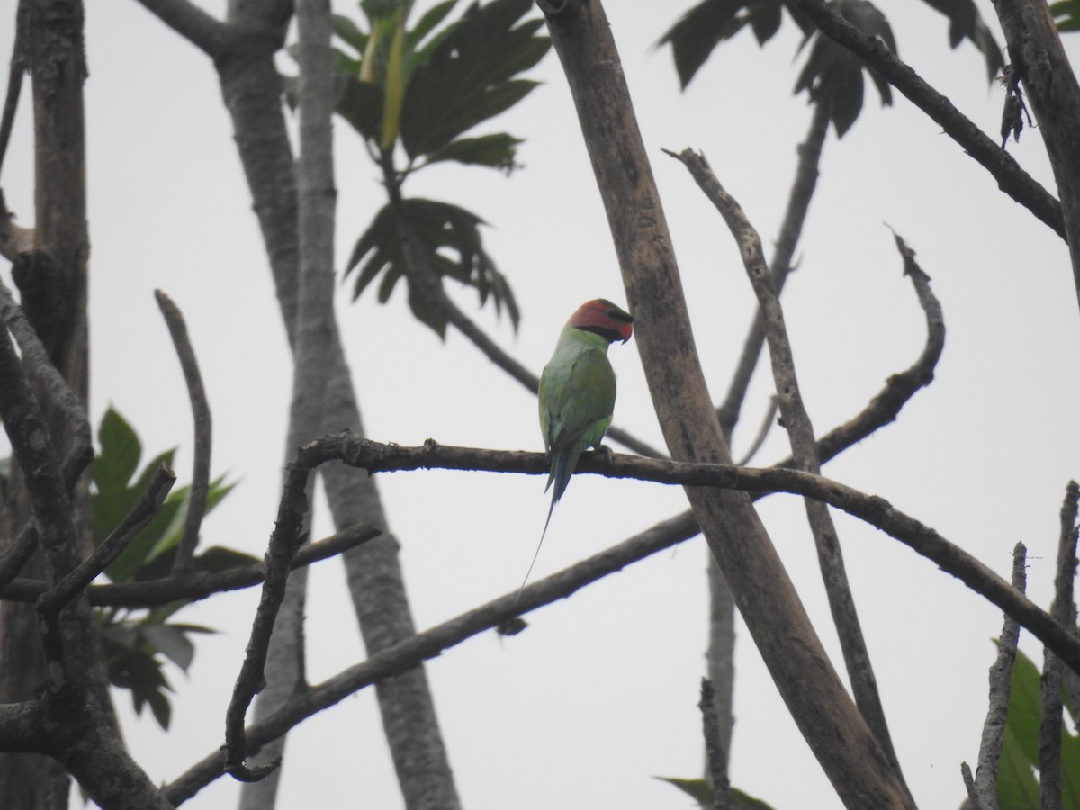 Long-tailed Parakeet - ML614434506