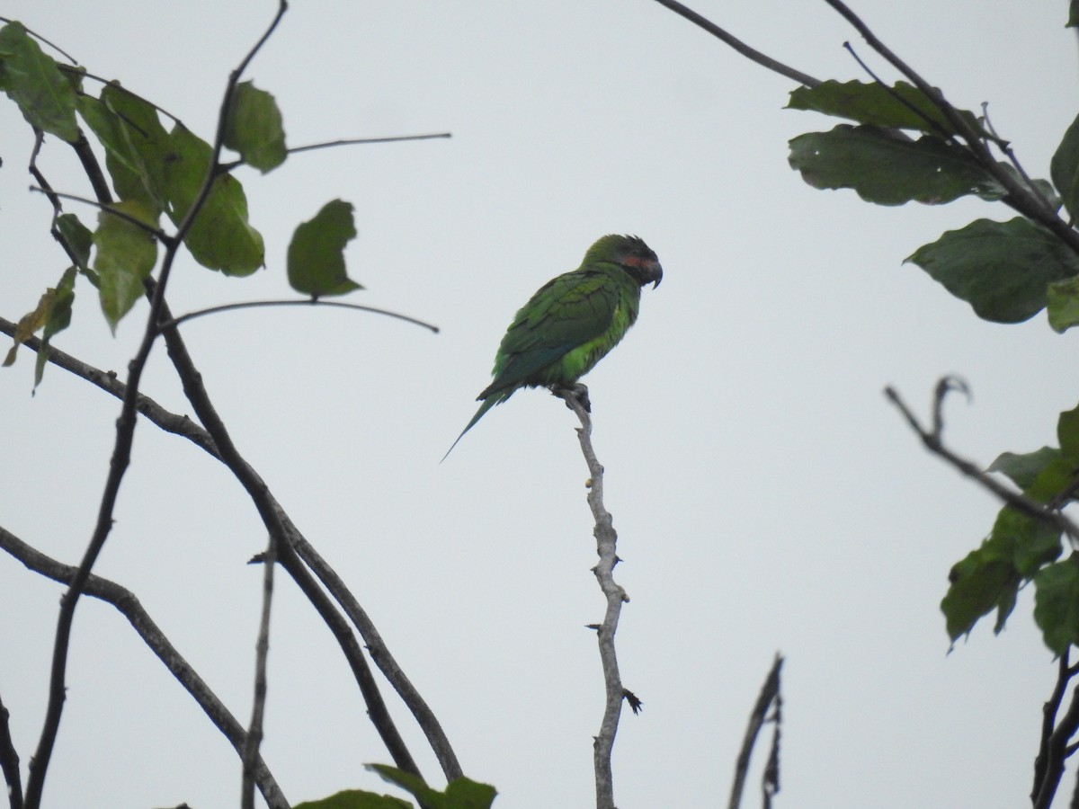 Long-tailed Parakeet - ML614434507