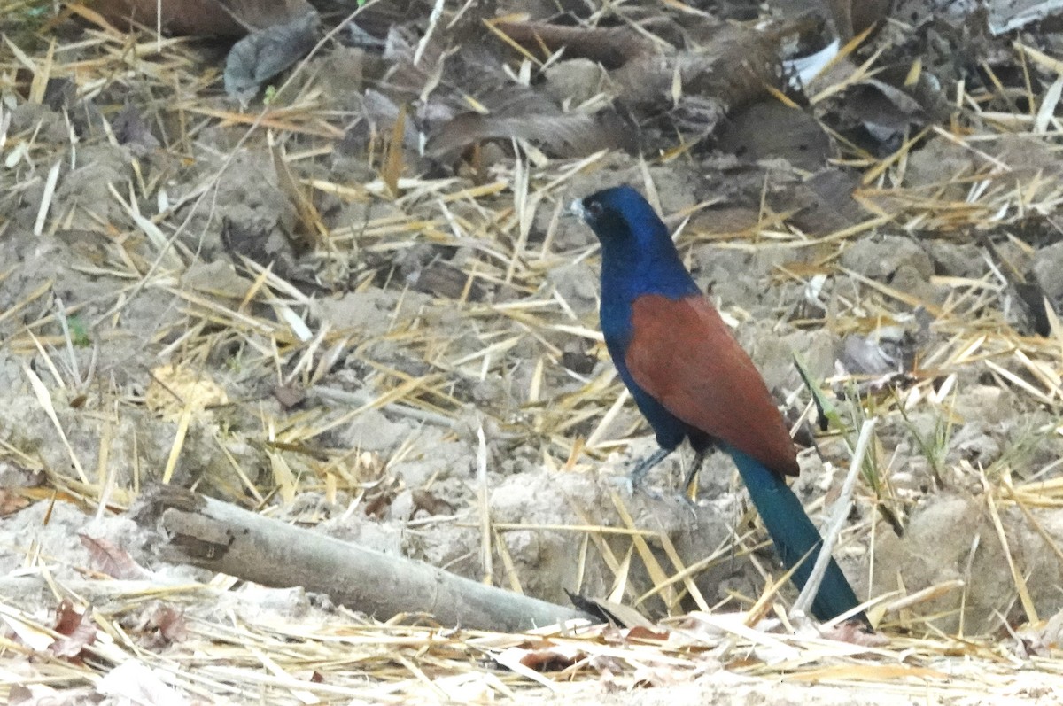 Greater Coucal - ML614434691