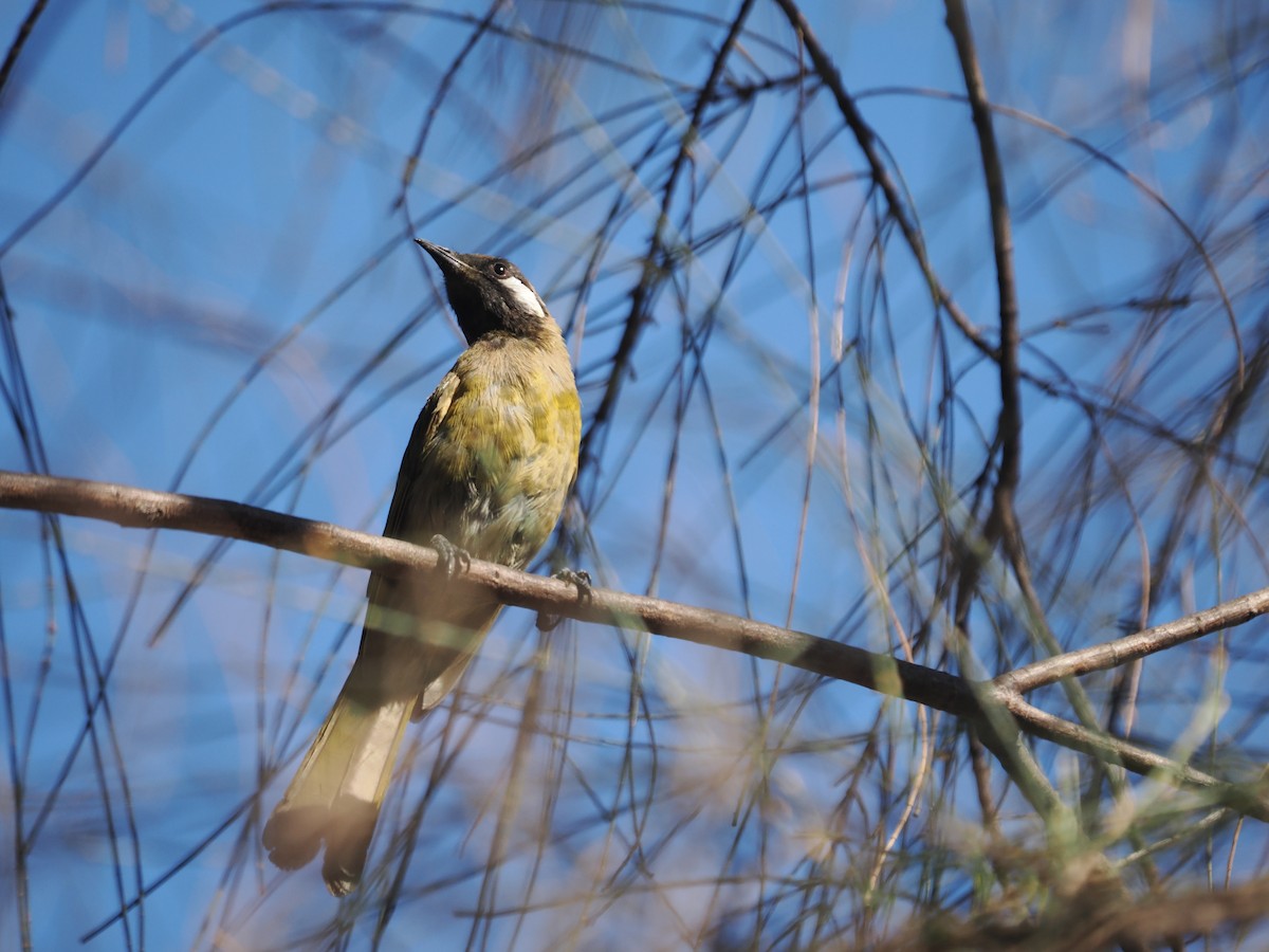 White-eared Honeyeater - Tony Richards