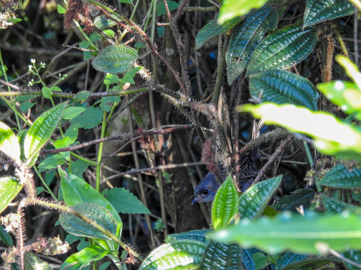 Planalto-Tapaculo - ML614435220