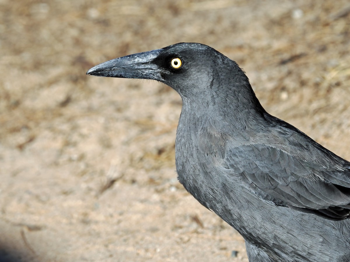 Gray Currawong - Tony Richards