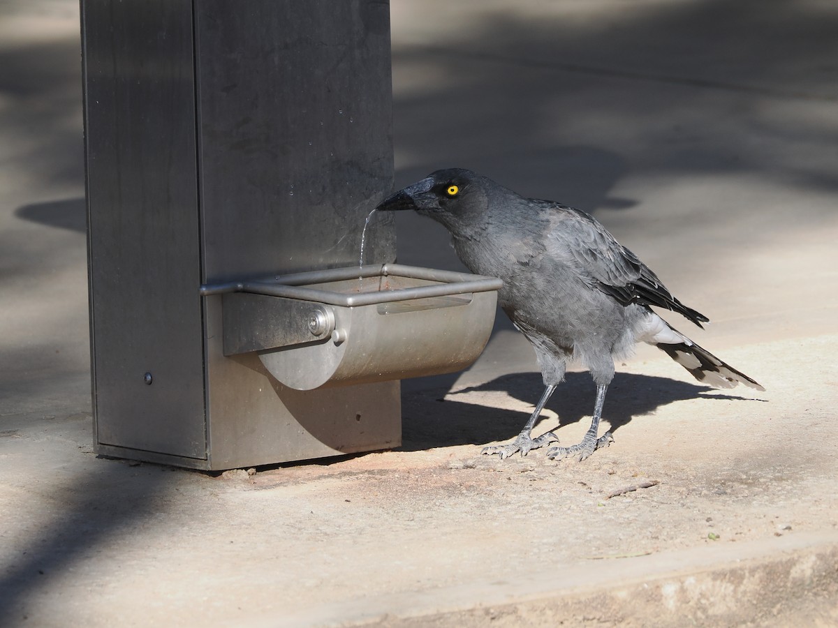 Gray Currawong - ML614435310