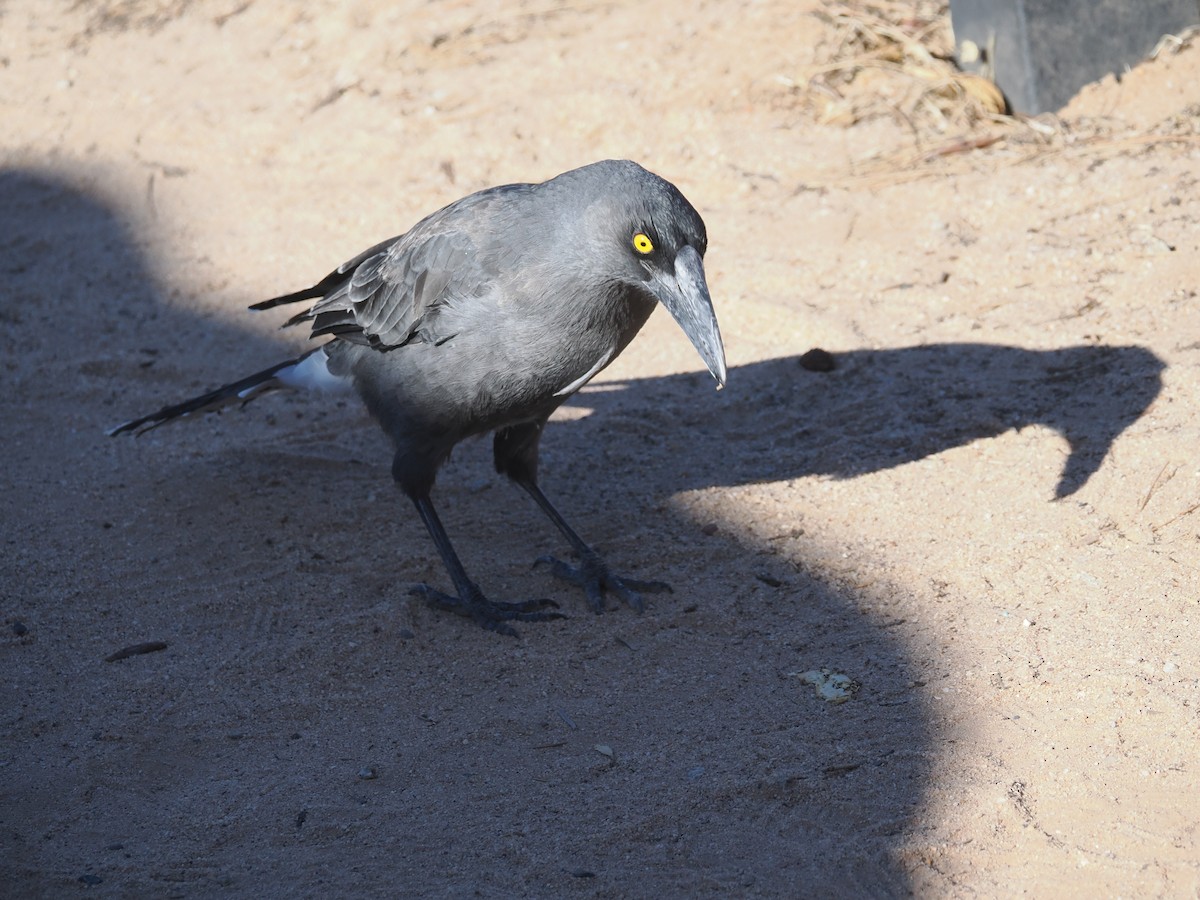 Gray Currawong - Tony Richards