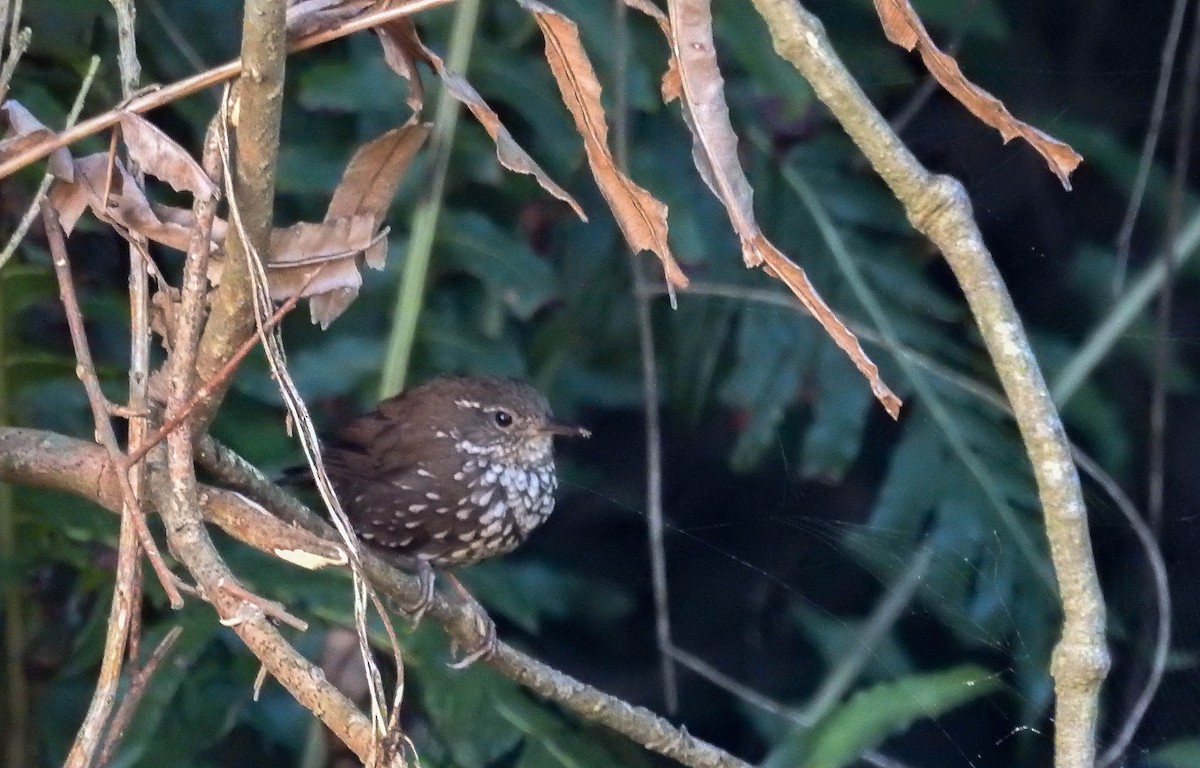 Sharp-tailed Streamcreeper - ML614435318