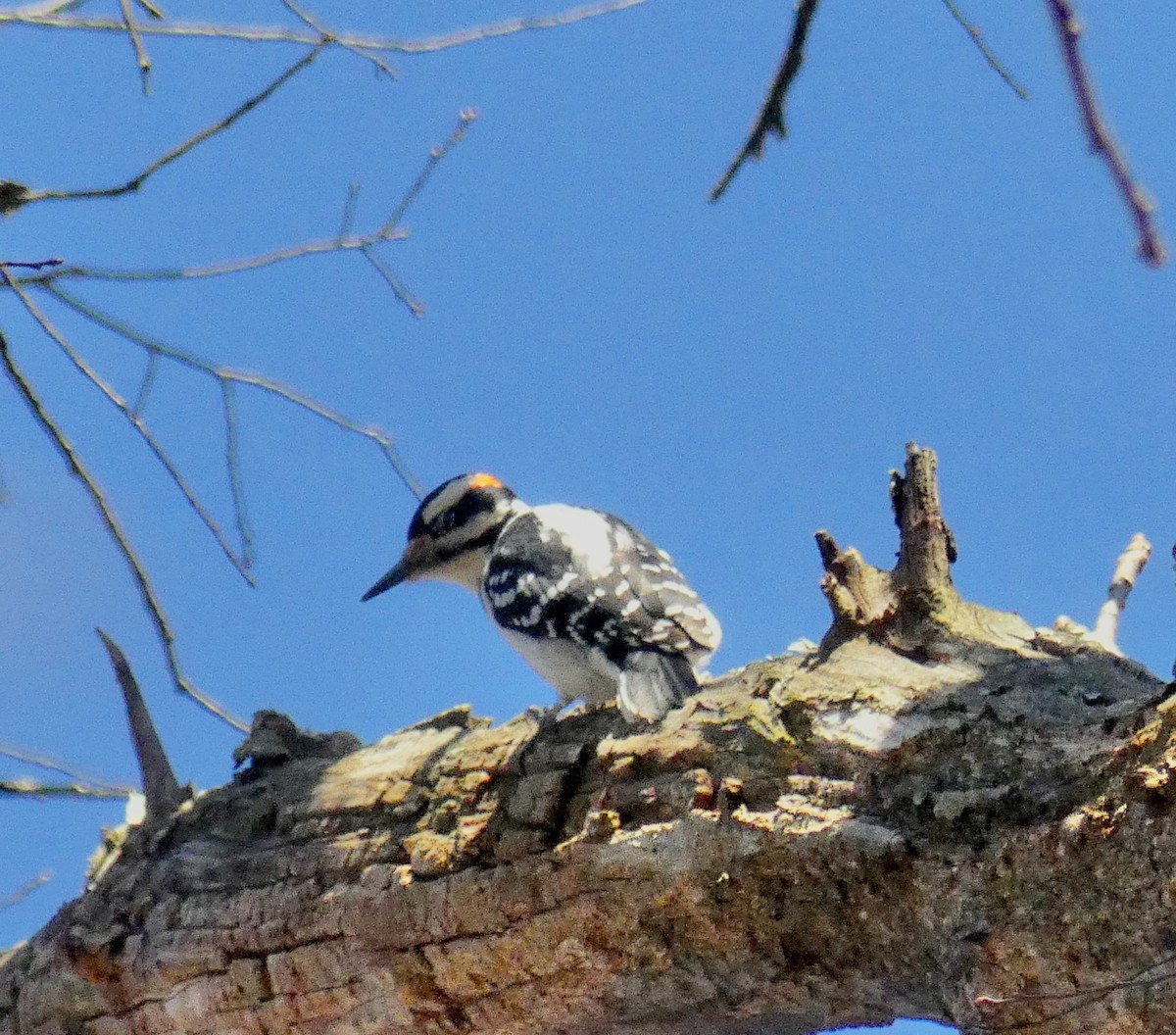 Hairy Woodpecker - ML614435429