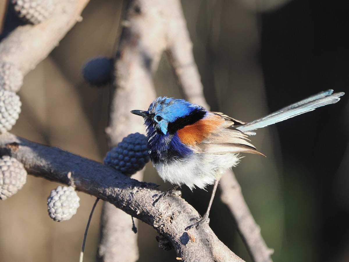 Blue-breasted Fairywren - ML614435621