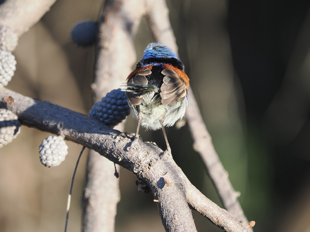 Blue-breasted Fairywren - ML614435623