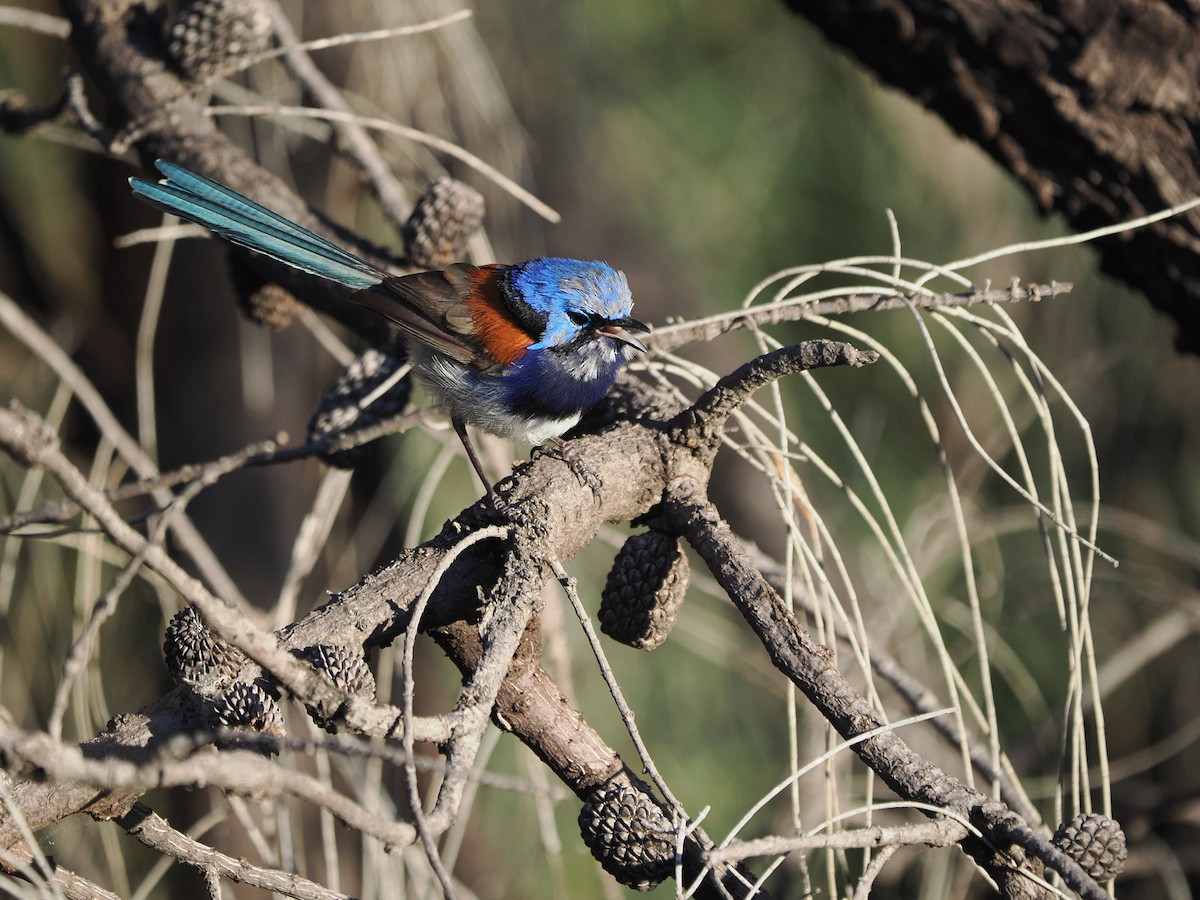 Blue-breasted Fairywren - Tony Richards