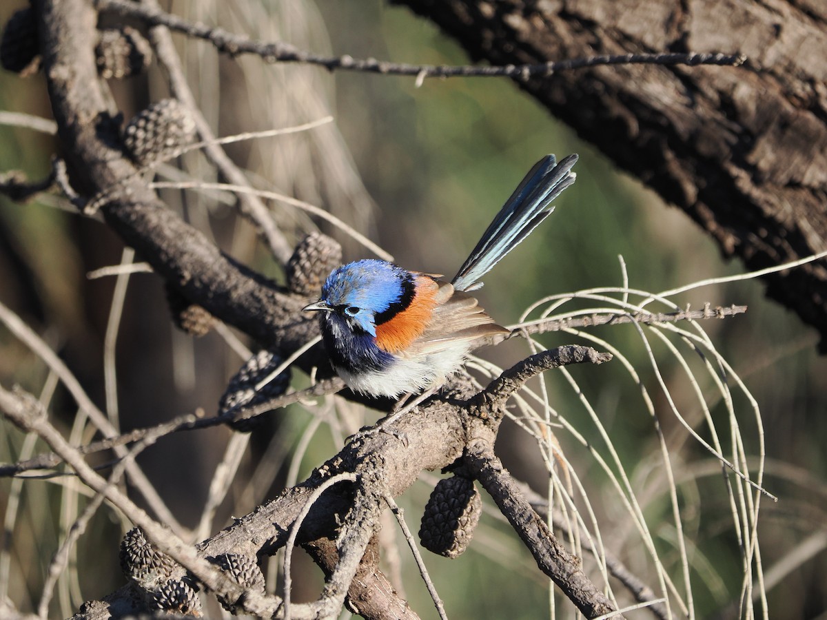 Blue-breasted Fairywren - ML614435625