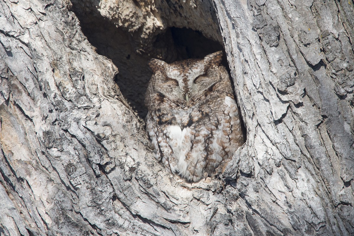 Eastern Screech-Owl - Jean-Sébastien Mayer