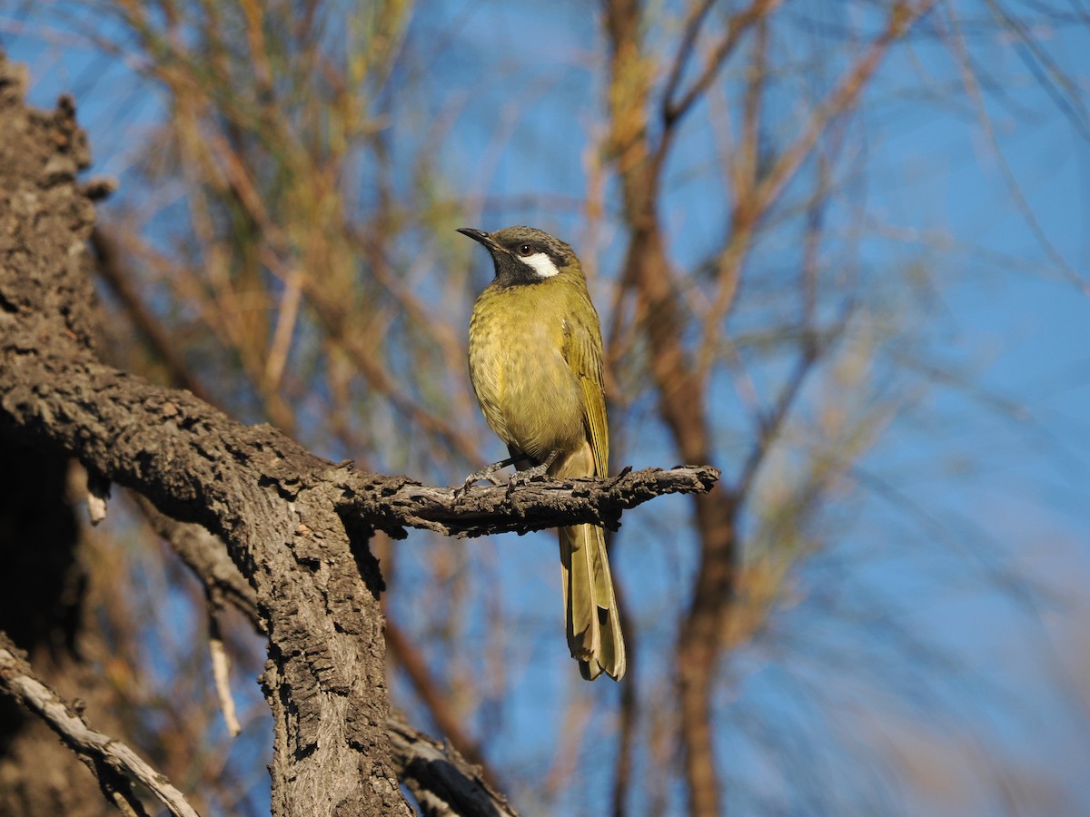 White-eared Honeyeater - ML614435693