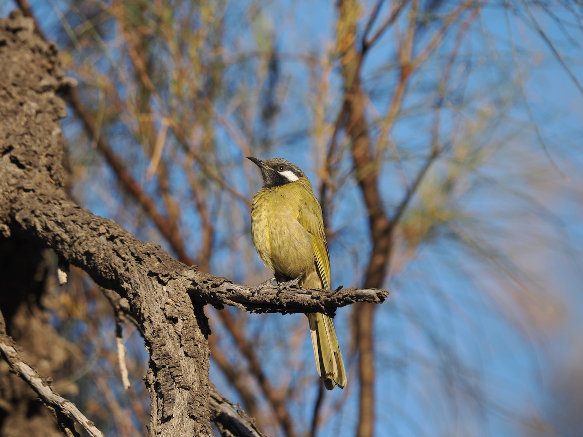 White-eared Honeyeater - ML614435699