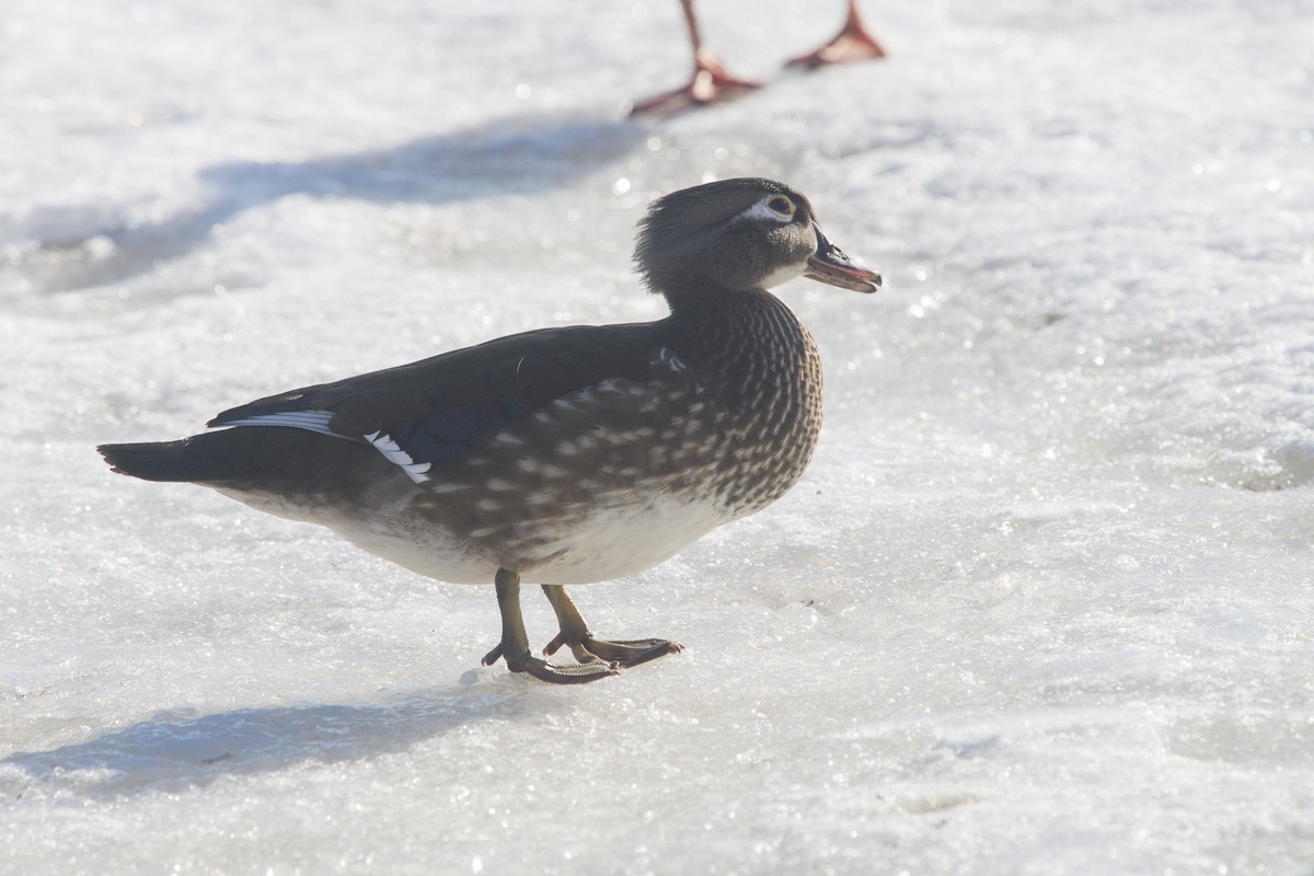 Wood Duck - ML614435705