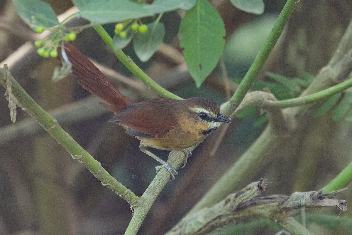 Ochre-cheeked Spinetail - Daniel Engelbrecht - Birding Ecotours