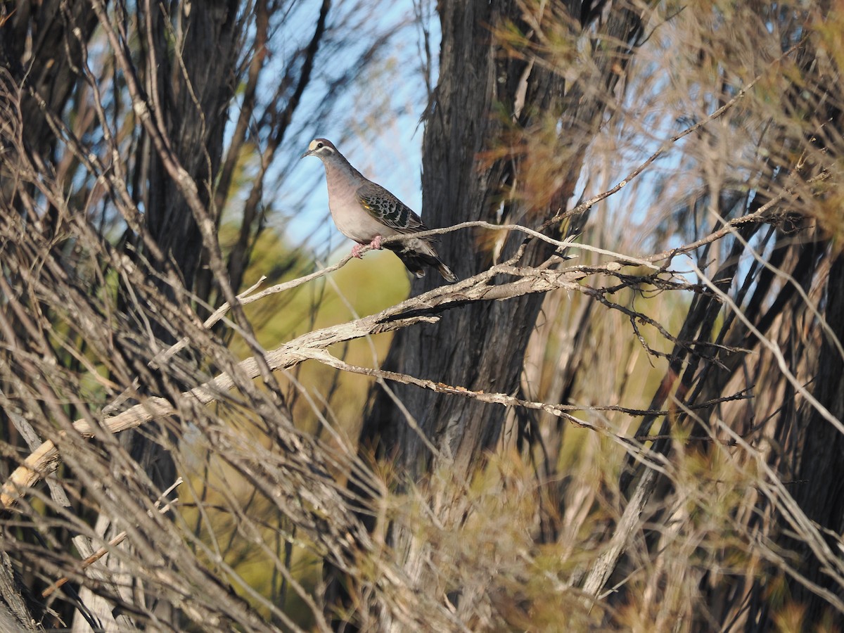 Common Bronzewing - Tony Richards