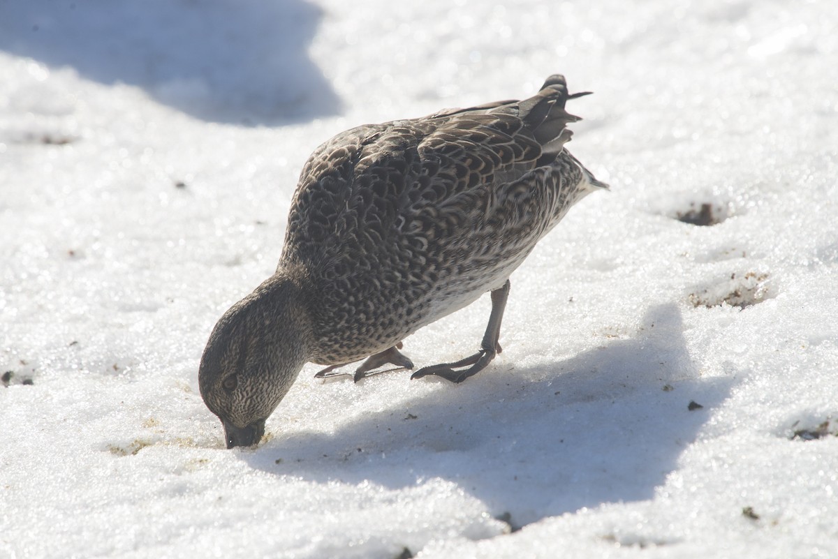 Green-winged Teal - ML614435711