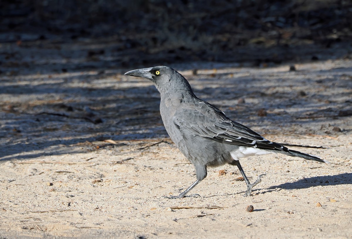 Gray Currawong - ML614435752