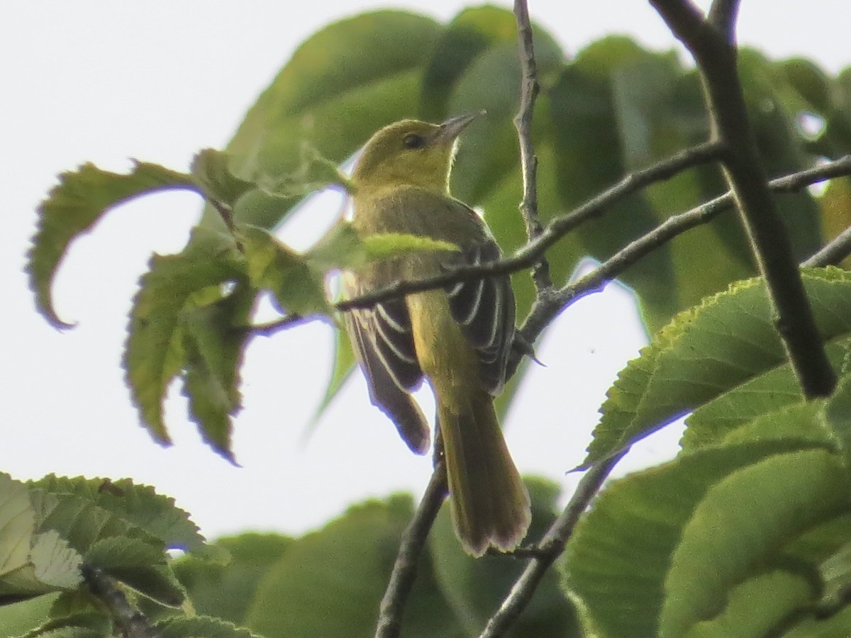 Orchard Oriole - ML614435791