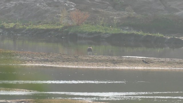 Lesser Fish-Eagle - ML614435887