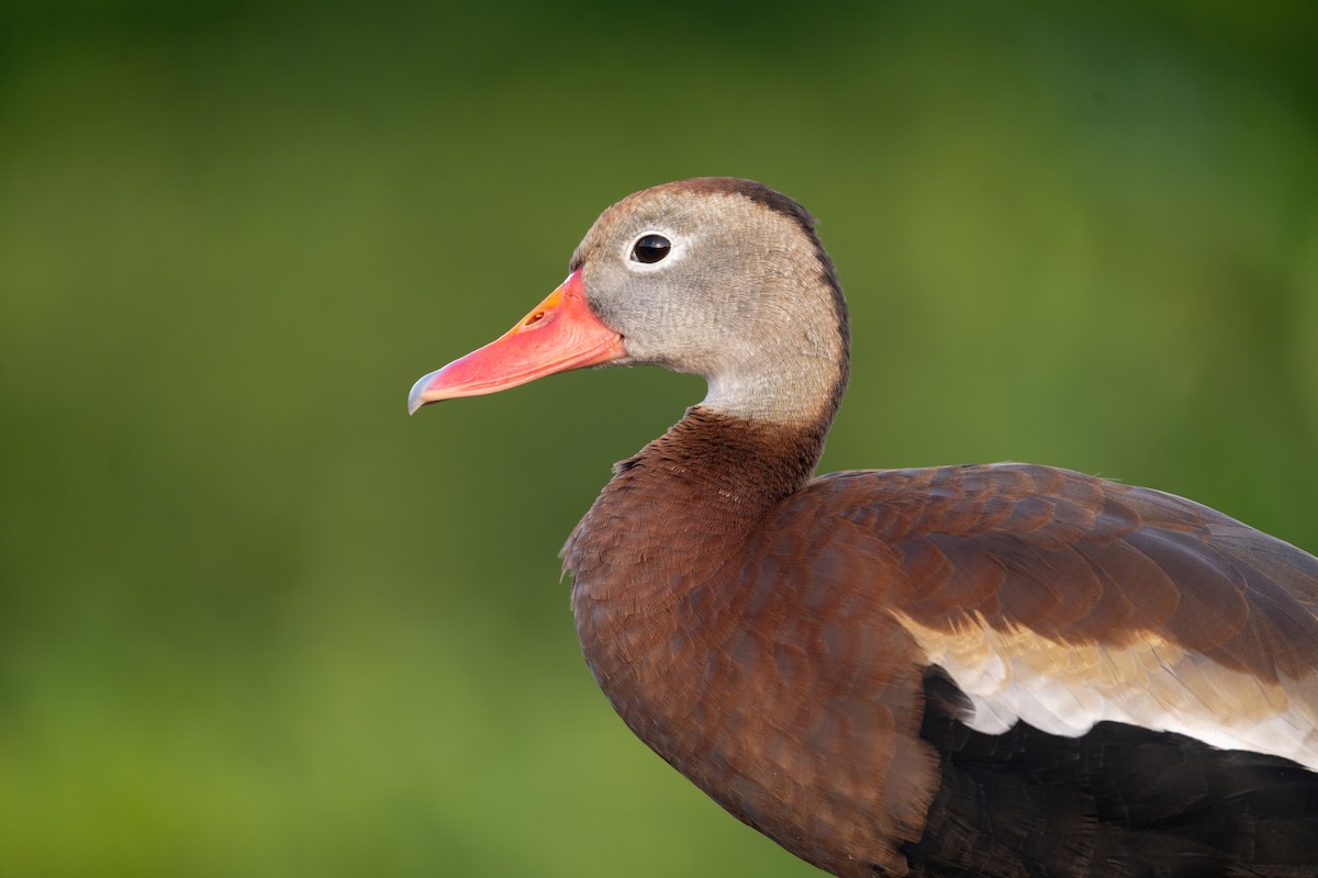 Black-bellied Whistling-Duck - Alicia Ambers