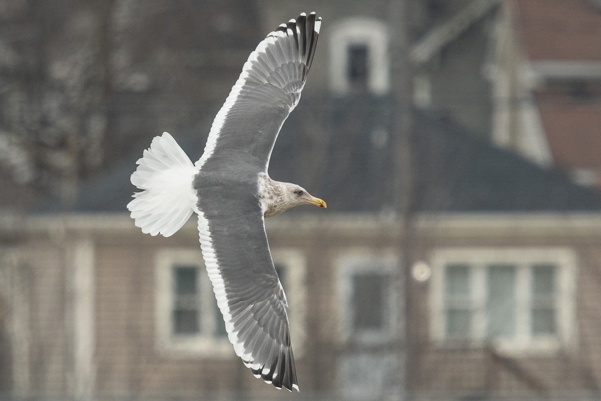 Slaty-backed Gull - Ryan Griffiths