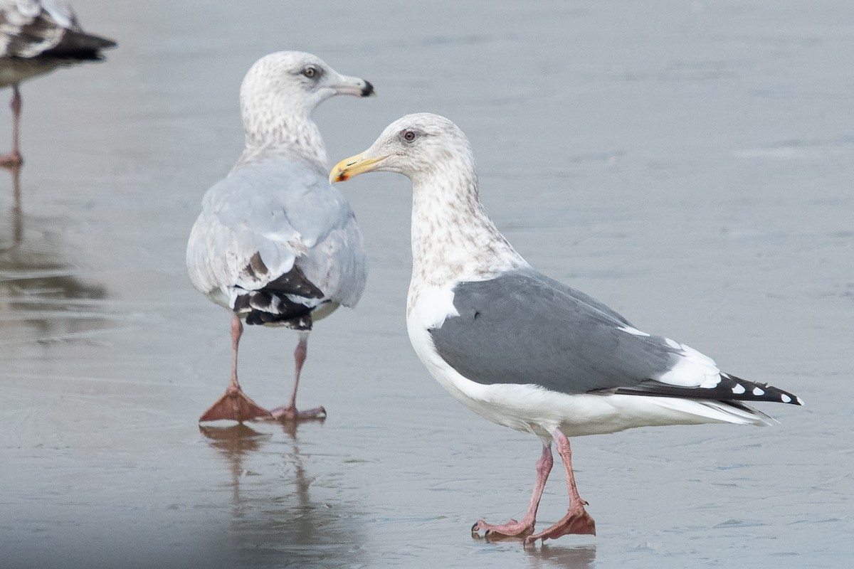 Slaty-backed Gull - Ryan Griffiths