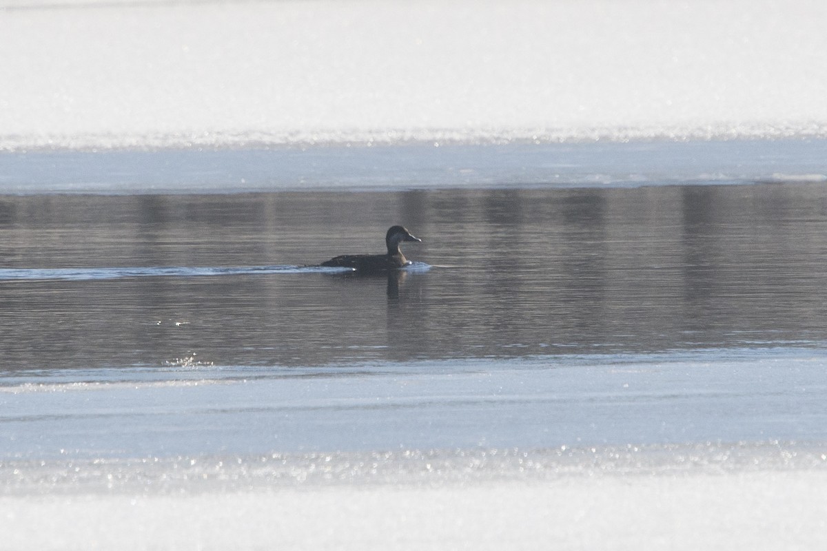 Black Scoter - Jean-Sébastien Mayer