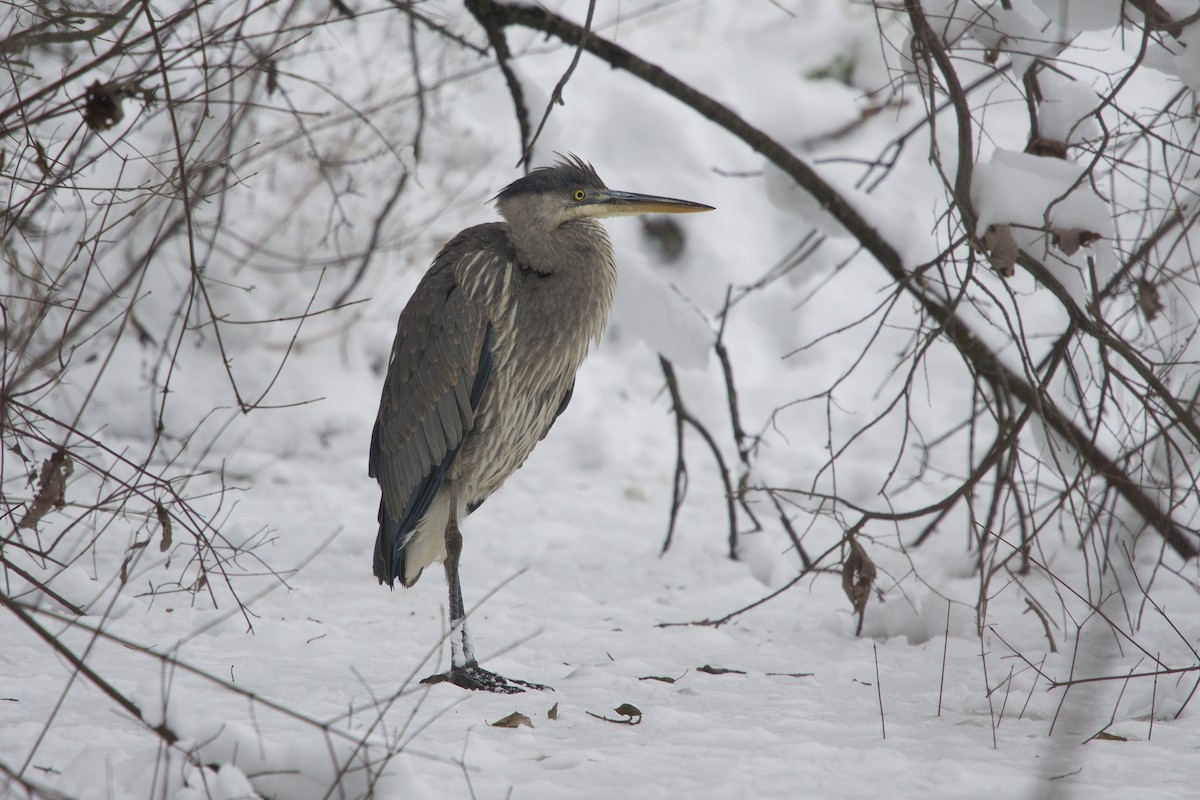 Great Blue Heron - ML614436513