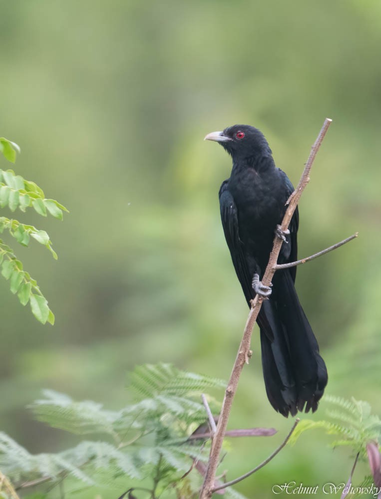 Asian Koel - ML614436606