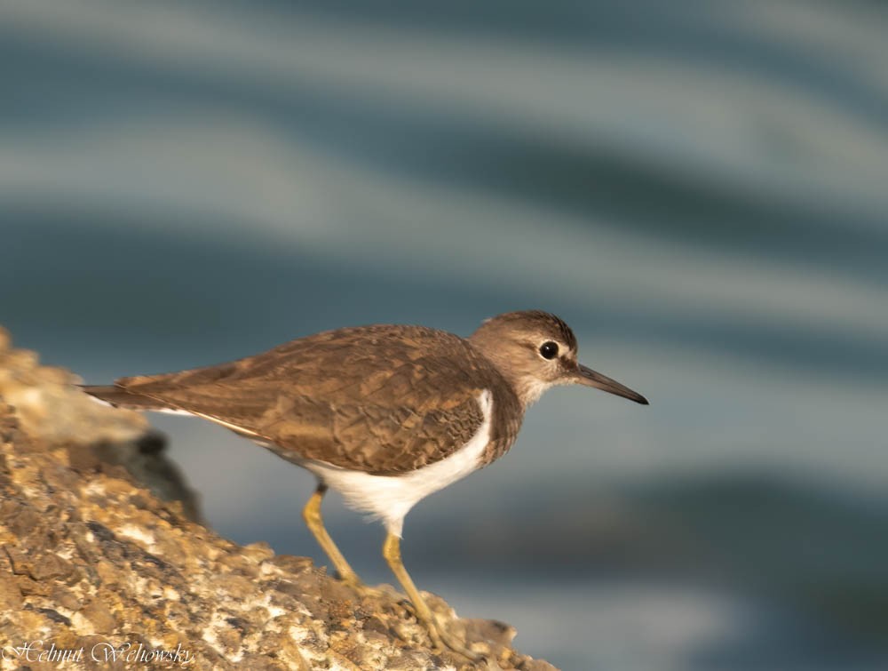 Common Sandpiper - Helmut Wehowsky