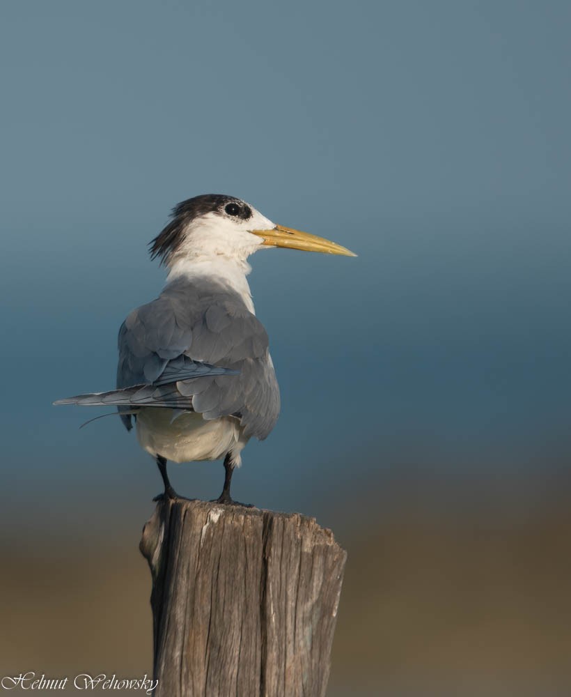 Great Crested Tern - Helmut Wehowsky