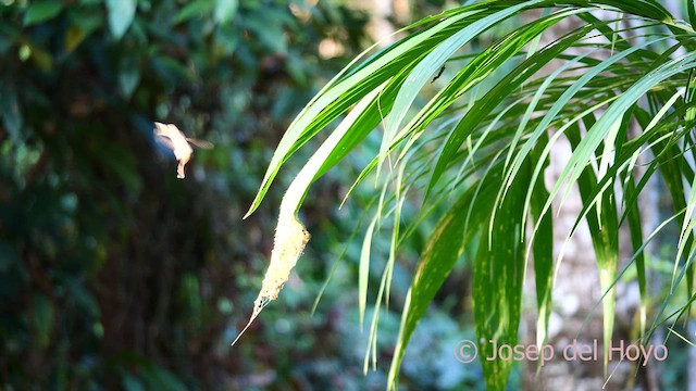 Пестрогорлый колибри-отшельник - ML614436626