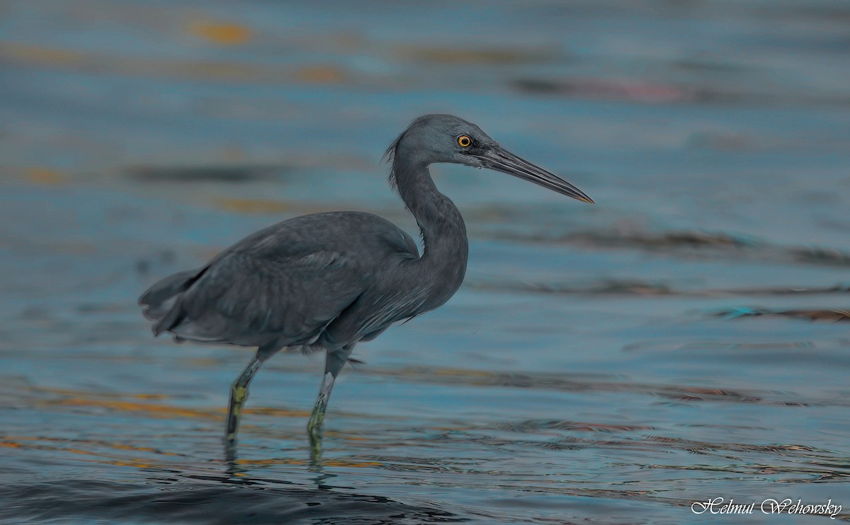 Pacific Reef-Heron - ML614436631
