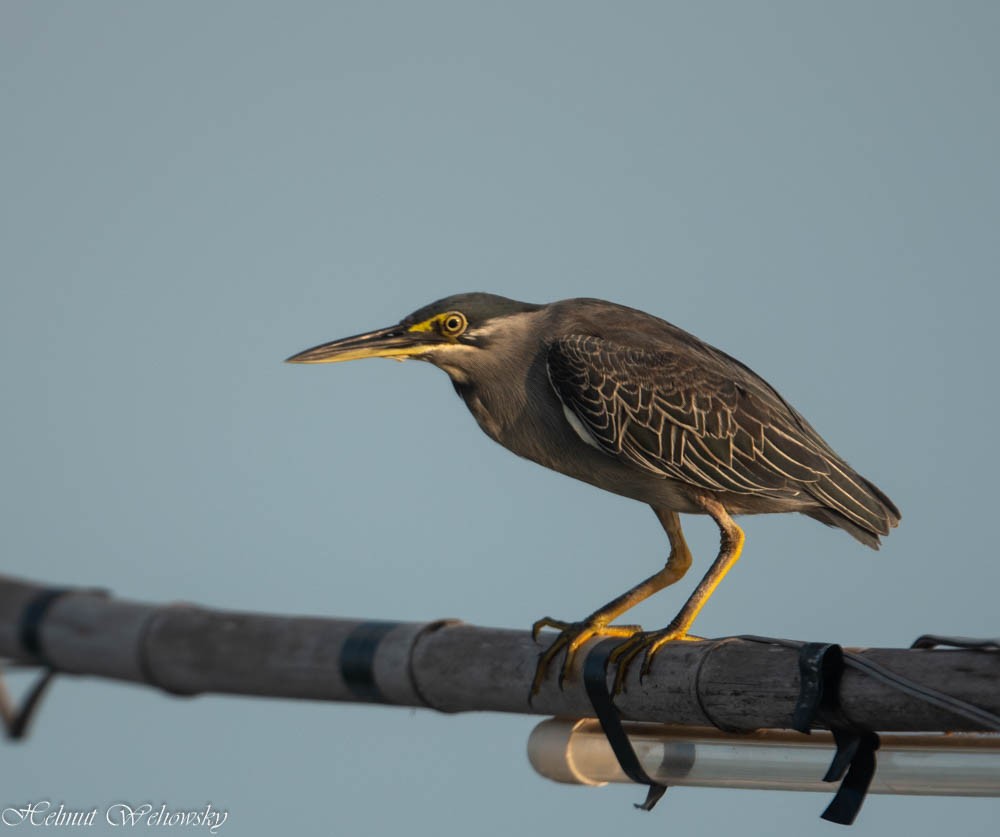 volavka malá - ML614436635