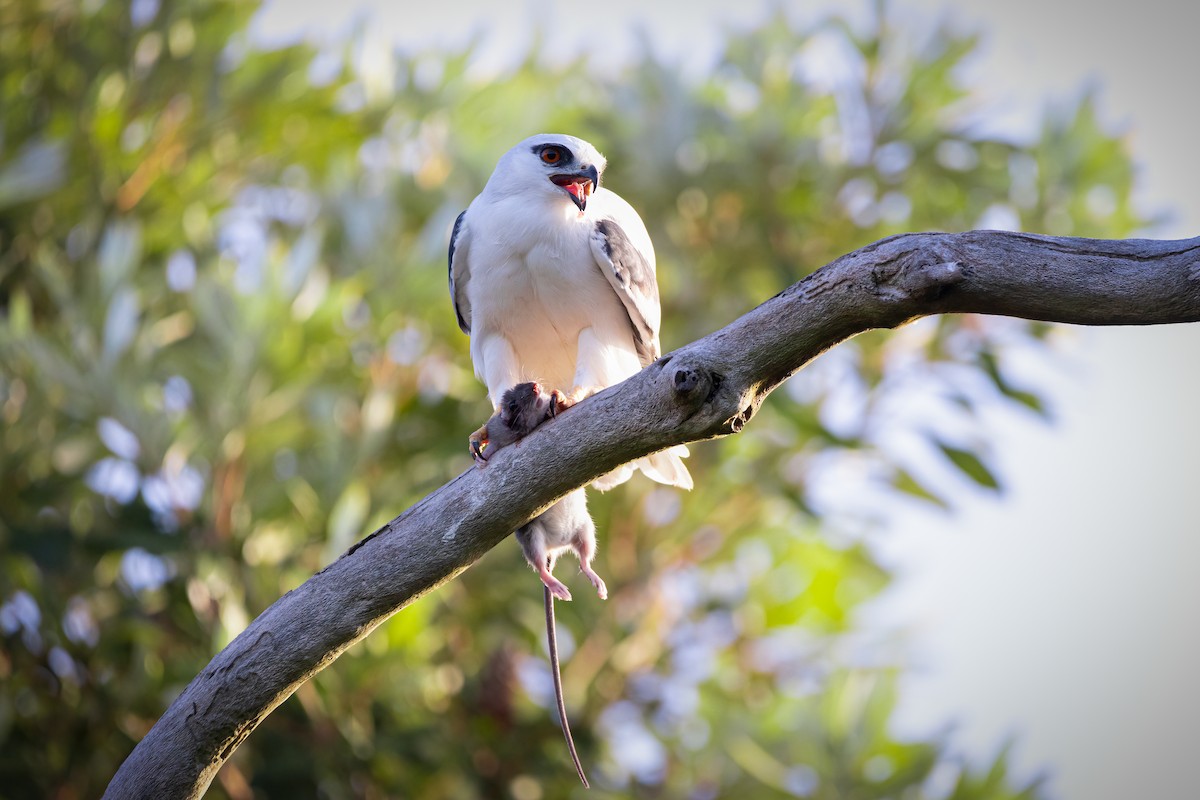Black-shouldered Kite - ML614436644