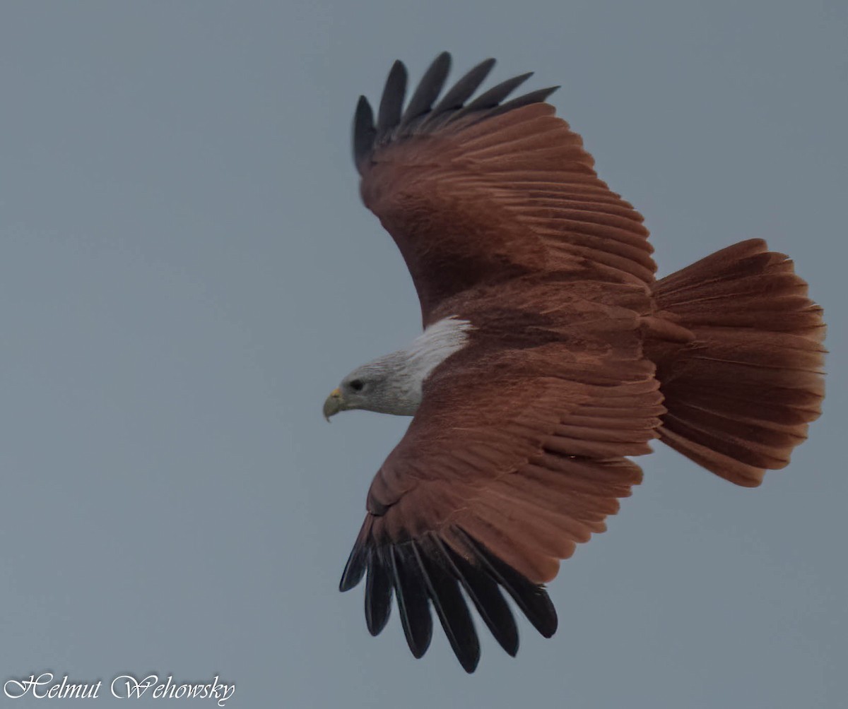 Brahminy Kite - ML614436648