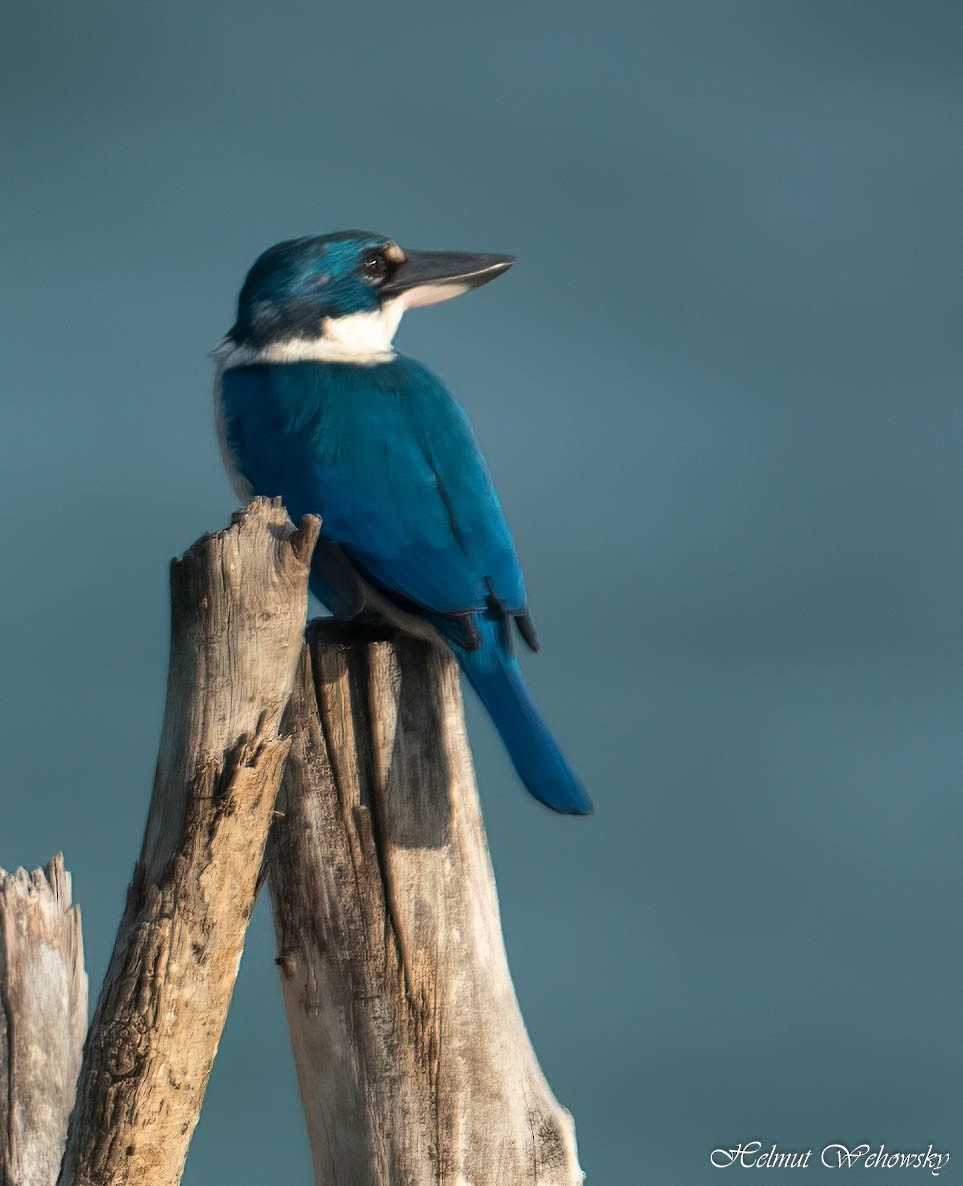 Collared Kingfisher - Helmut Wehowsky